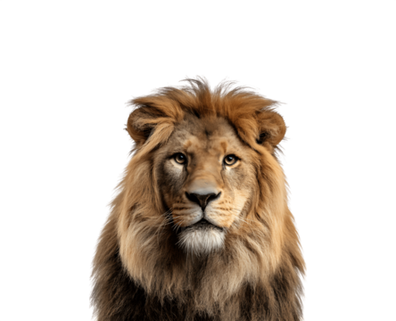 Close-up half-body portrait of a lion facing forward with intense gaze