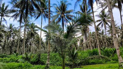 Fototapeta premium Coconut tree plantation with tall palms and green grass under clear sky. Tropical landscape symbolizing agriculture, nature, and summer travel destinations.