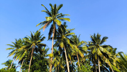 Fototapeta premium Coconut tree plantation with tall palms and green grass under clear sky. Tropical landscape symbolizing agriculture, nature, and summer travel destinations.