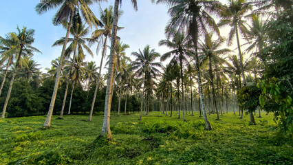Fototapeta premium Coconut tree plantation with tall palms and green grass under clear sky. Tropical landscape symbolizing agriculture, nature, and summer travel destinations.