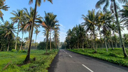 Fototapeta premium A scenic asphalt road lined with tall coconut palms stretches through lush green fields under a bright sky.