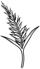 Indian Grass Plant Vector Outline Line Art Drawing