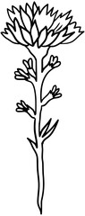 Indian Paintbrush Flower Vector Outline Line Art Drawing