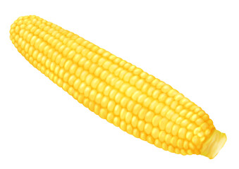 新鮮で美味しそうなとうもろこし