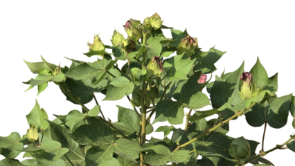 Green Cotton Bolls and Plant (Gossypium hirsutum) Isolated on a White Background with Copy Text Space. Agricultural Element for Farm Posters, Textile Themes, and Nature-Inspired Designs. PNG File