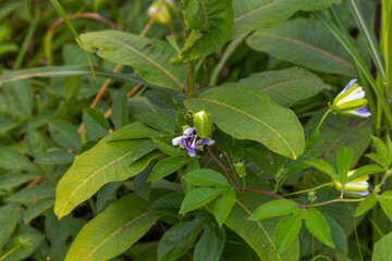 Serial. One of the photos creeping liana Passiflora edulis
Passion flower (Passiflora edulis) with buds and flowers in a meadow