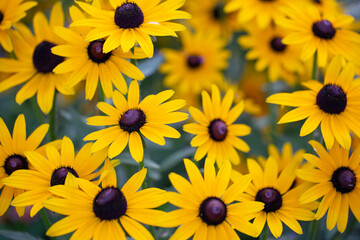 Real Outdoor Yellow Flower Black-Eyed Susan, Rudbeckia Hirta, Yellow Coneflower
