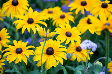 Real Outdoor Yellow Flower Black-Eyed Susan, Rudbeckia Hirta, Yellow Coneflower