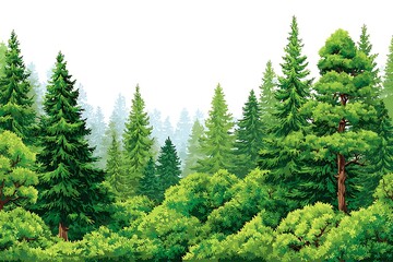 Fototapeta premium Vector forest illustration with lush green evergreen trees with nature background.