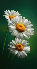 Obraz premium Three white daisy blooms with yellow centers against a verdant, blurred background