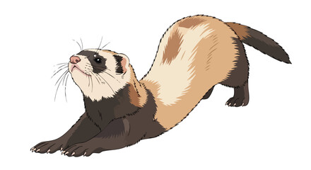Adorable Ferret Stretching Illustration, highlighting its flexibility and playful energy in cartoon style isolated against a plain backdrop