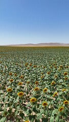 Sunflower field landscape. Bright sunflowers field. High quality photo