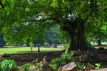 green leaves on tree trunks
