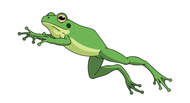 Cartoon green frog illustration on a white background showing aquatic amphibian in leaping pose illustration vector graphic design artwork