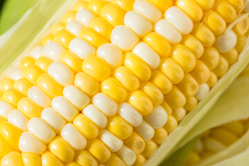 Raw Organic Sweet Corn on the Cob