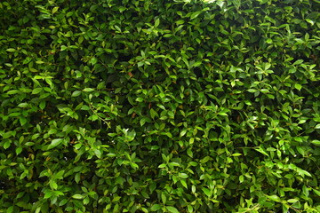 green leaf fence in the garden, natural background in springtime