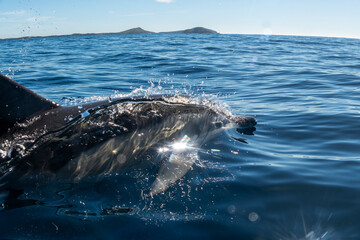 Naklejka premium A common dolphin swimming near the surface with sunlight reflections in Port Stephens, New South Wales, Australia.