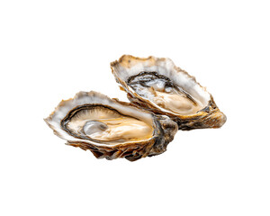 Two freshly opened oysters displayed in a close-up food presentation