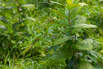 Serial. One of the photos creeping liana Passiflora edulis
Passion flower (Passiflora edulis) with buds and flowers in a meadow