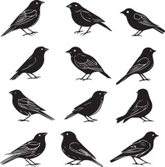 Group of Birds in Standing and Perching Positions