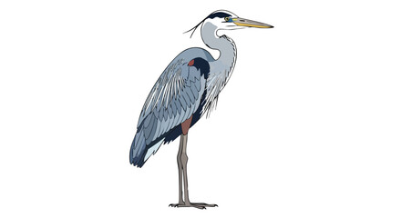 Elegant heron illustration with delicate feathers standing gracefully on white backdrop evoking wetland atmosphere showcasing natural avian artistry