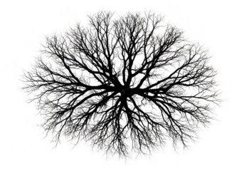 Overhead view of a bare tree silhouette isolated on transparent background