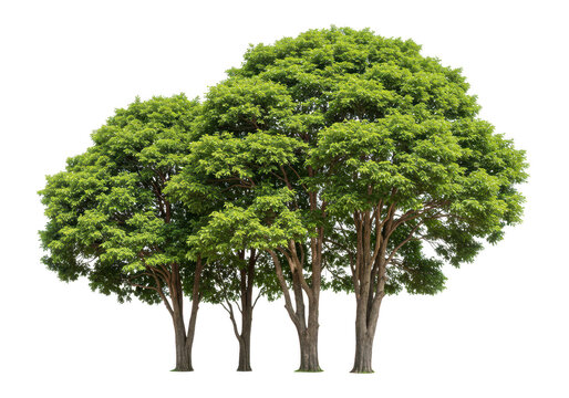 A cluster of lush green trees isolated on a transparent background