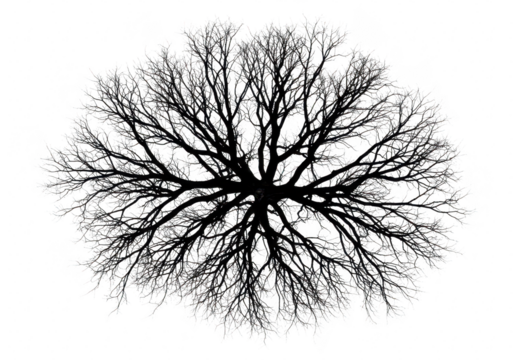 Overhead view of a bare tree silhouette isolated on transparent background