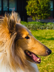 Fototapeta premium Beautiful close-up portrait of a Rough Collie dog with long fluffy fur, alert ears, and bright eyes outdoors on a sunny day in a green garden.