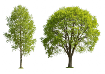 Two green trees isolated on transparent background