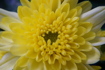 Radiant Yellow Chrysanthemum