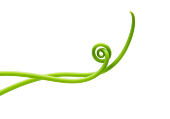 Green vine tendril with spiral curl isolated on transparent background