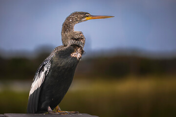 An anhinga perches in soft morning light, set against a blurred backdrop of green and blue sky, radiating calm and grace.