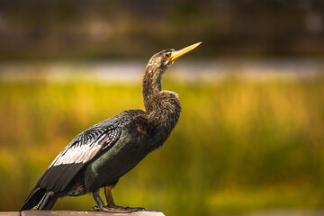 An anhinga perches in golden sunrise light,  glowing against a soft natural background.