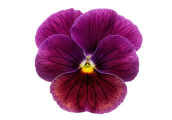Purple pansy flower isolated on transparent background