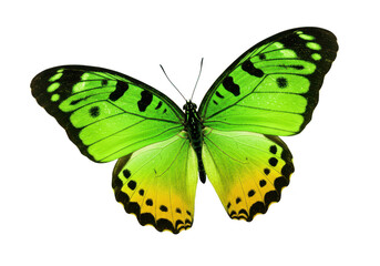 Beautiful green and yellow butterfly isolated on transparent background