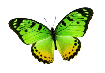 Beautiful green and yellow butterfly isolated on transparent background