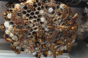 Dark-waisted paper wasp (Polistes jokahamae) is a species of paper wasp from Japan.
