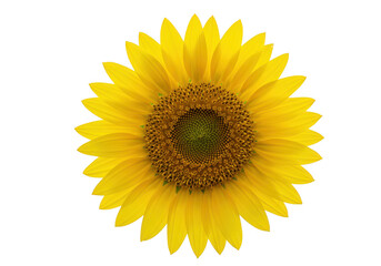 Fototapeta premium Single yellow sunflower isolated on transparent background