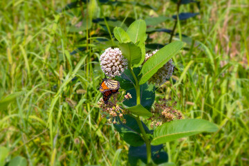 Common Milkweed (Asclepias syriaca ) Whole plant with flowers. In the northeast and midwest, it is among the most important food plants for monarch caterpillars (Danaus plexippus).