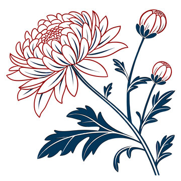 chrysanthemum manito on white background 