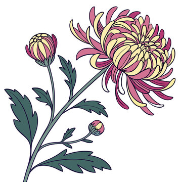 floral background with chrysanthemum manito