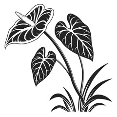 set of black and white  caladium flower