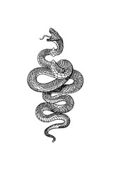 Kundalini serpent chakra energy Kundalini energy and chakra awakening Symbolizes spiritual power, healing, and mystical transformation 