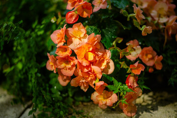 orange and yellow flowers