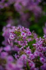 flowers of a lilac