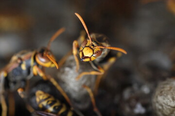 Dark-waisted paper wasp (Polistes jokahamae) is a species of paper wasp from Japan.