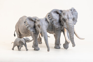 Fototapeta premium African elephant on isolated background