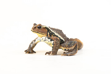 frog on isolated background