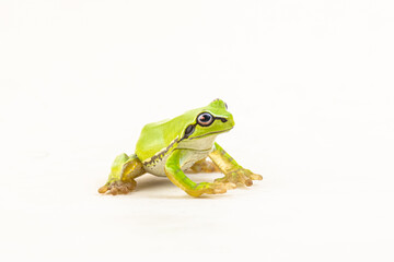 frog on isolated background